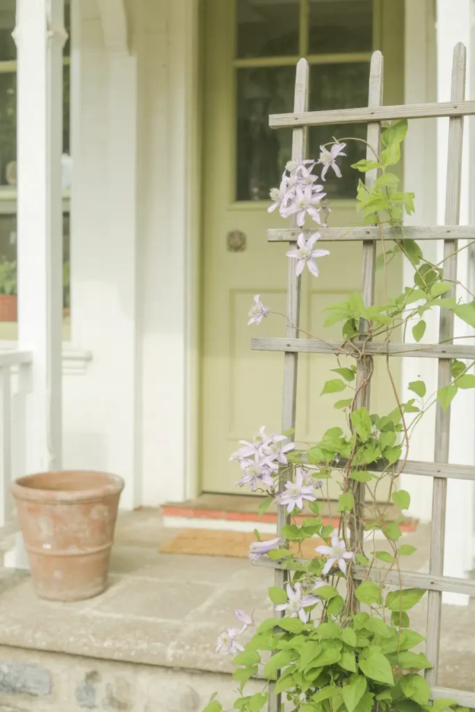 Climbing Clematis Trellis